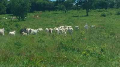 Farm For Sale in Marica, Brazil