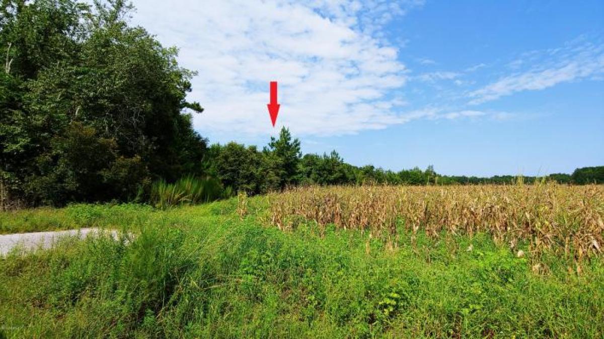 Picture of Residential Land For Sale in Early Branch, South Carolina, United States