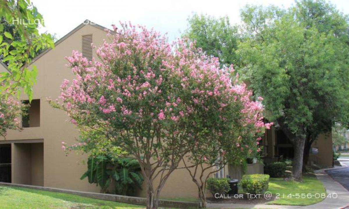 Picture of Apartment For Rent in Balcones Heights, Texas, United States