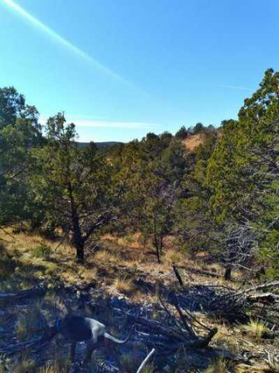 Residential Land For Sale in Timberon, New Mexico