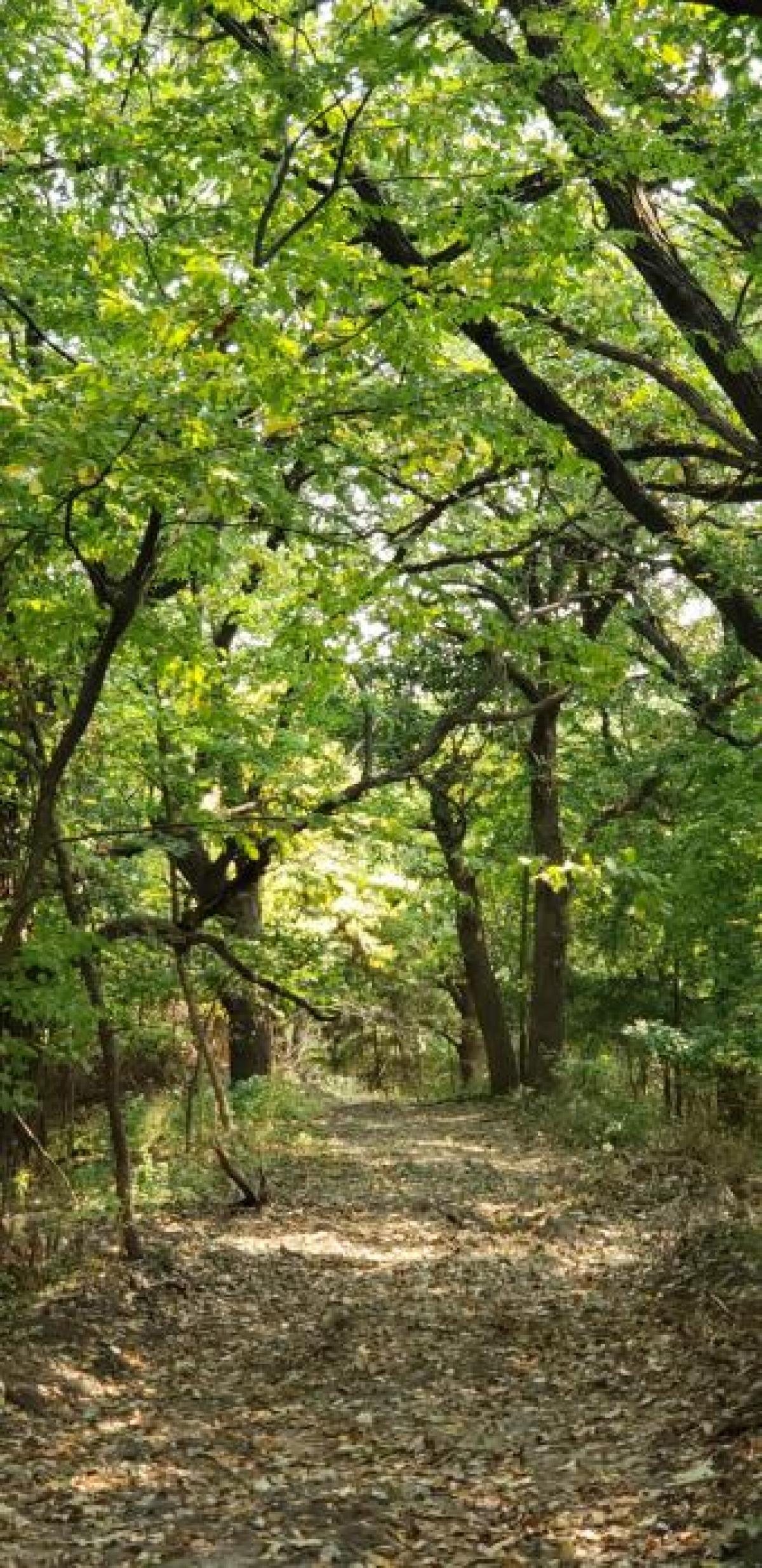 Picture of Residential Land For Sale in Missouri Valley, Iowa, United States