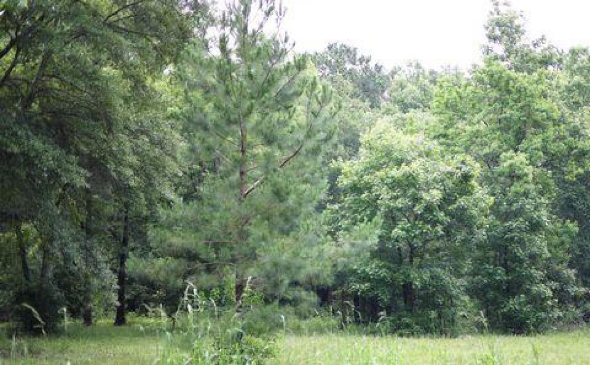 Picture of Residential Land For Sale in Willis, Texas, United States