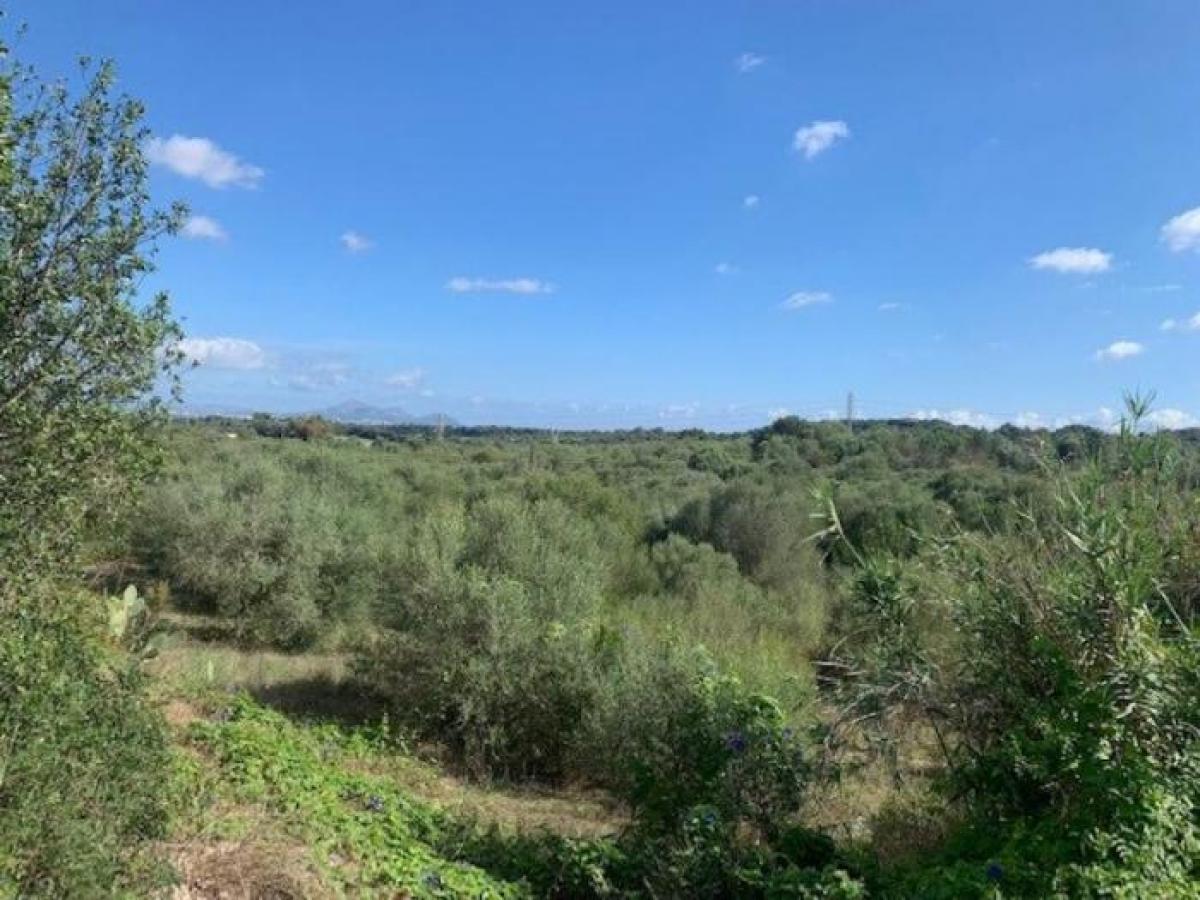 Picture of Residential Land For Sale in Muro, Mallorca, Spain