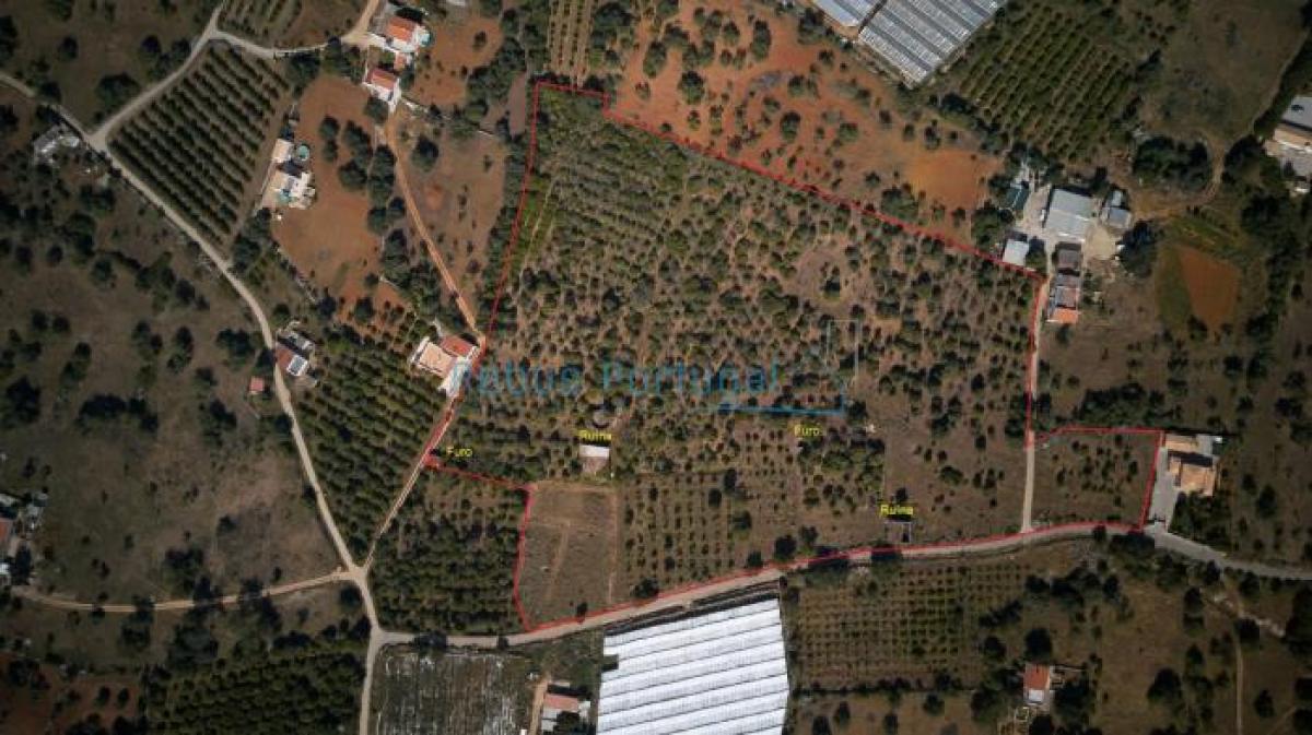 Picture of Farm For Sale in Faro, Algarve, Portugal