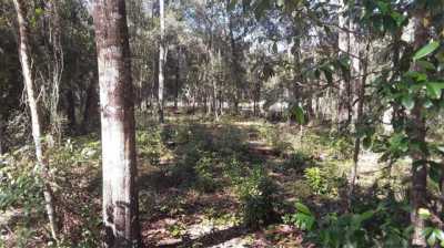 Residential Land For Sale in Fort Mccoy, Florida