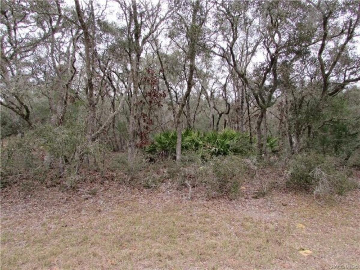 Picture of Residential Land For Sale in Citrus Springs, Florida, United States