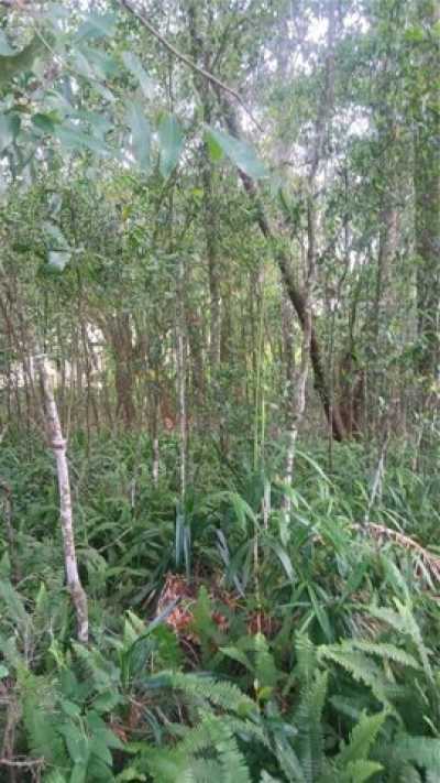 Residential Land For Sale in Brooksville, Florida