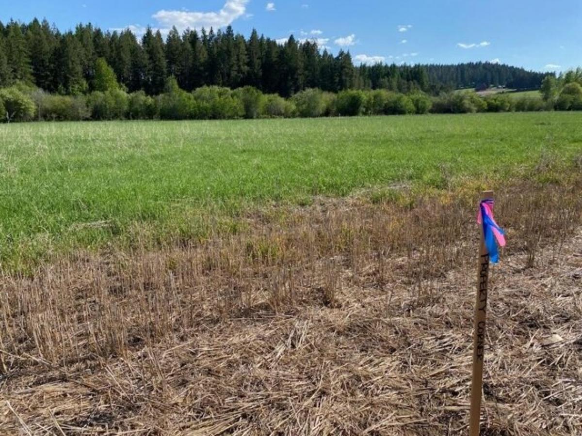Picture of Residential Land For Sale in Colbert, Washington, United States